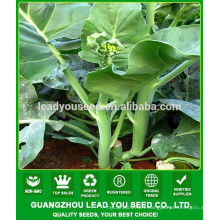 NKL02 Yumei China vegetable seeds for sale,kailan seeds,kale seeds